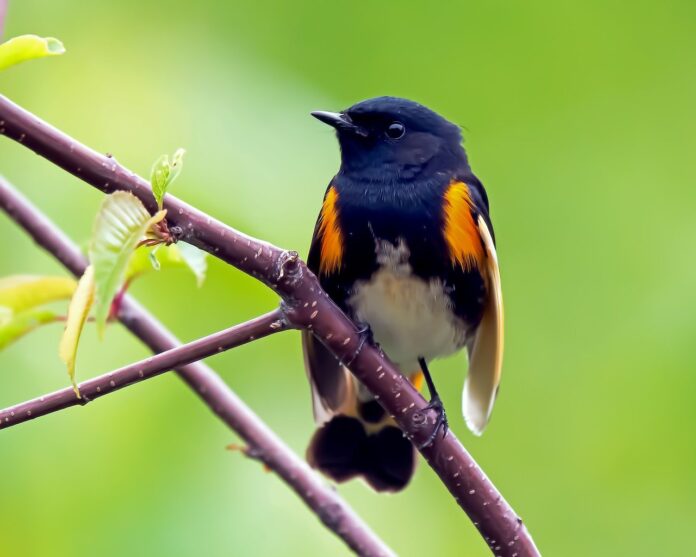 American redstart warbler American redstart warbler