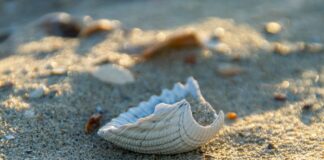 sea shell