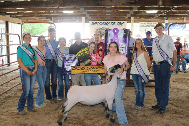 Grand Champion Lamb