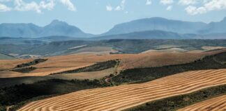 wheat fields in South Africa