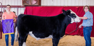 Grand Champion Beef