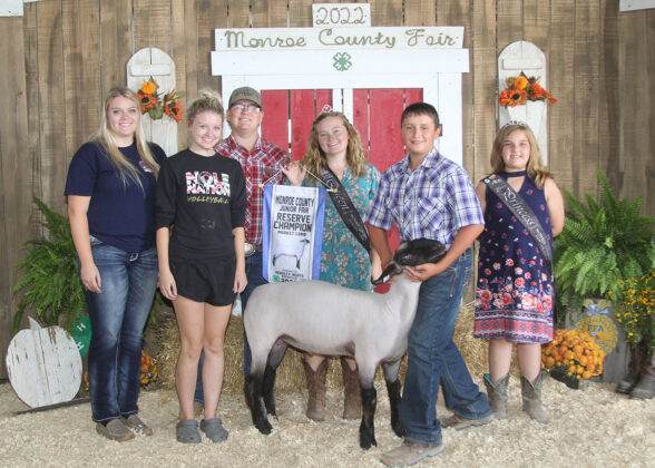 Reserve Champion Market Lamb