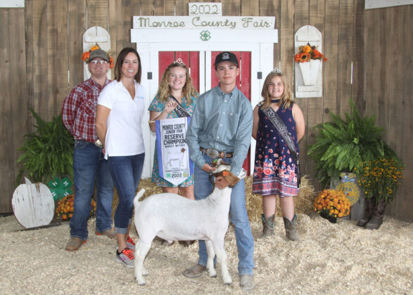 Reserve Champion Market Wether