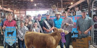 Grand Champion Feeder Calf Steer