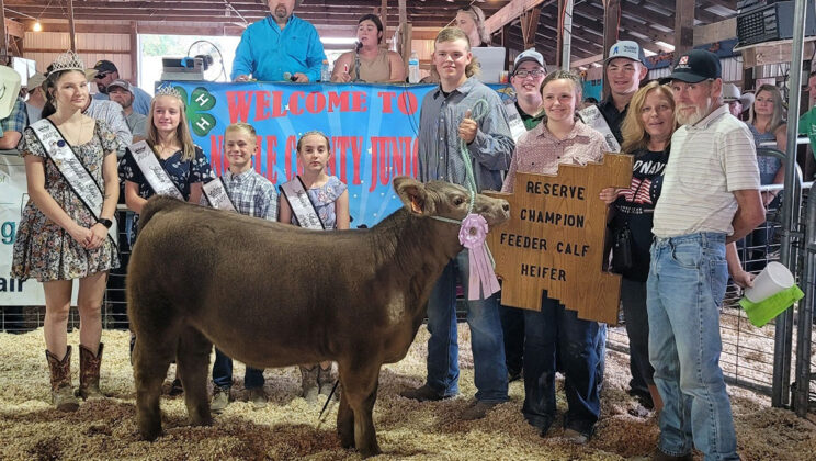Reserve Champion Feeder Calf Heifer