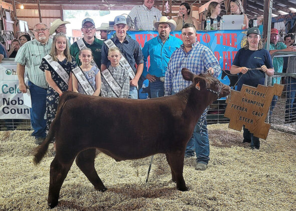 Reserve Champion Feeder Calf Steer