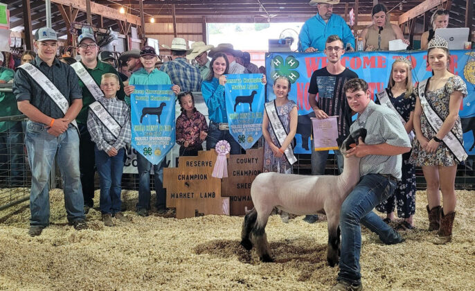 Reserve Champion Lamb