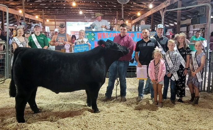 Reserve Champion Market Beef