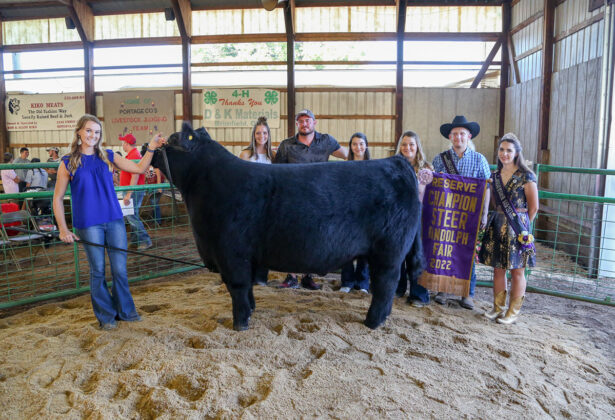 Reserve Champion Steer