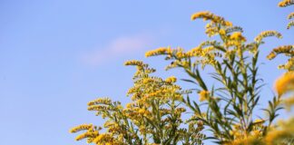 goldenrod