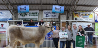 Grand Champion Dairy Steer