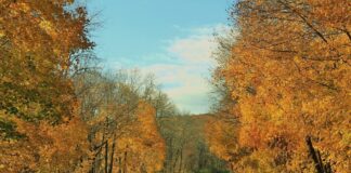 fall leaves and train tracks