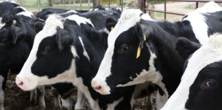 Holstein dairy cows