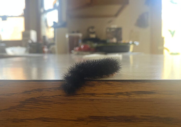 giant leopard moth caterpillar giant leopard moth caterpillar