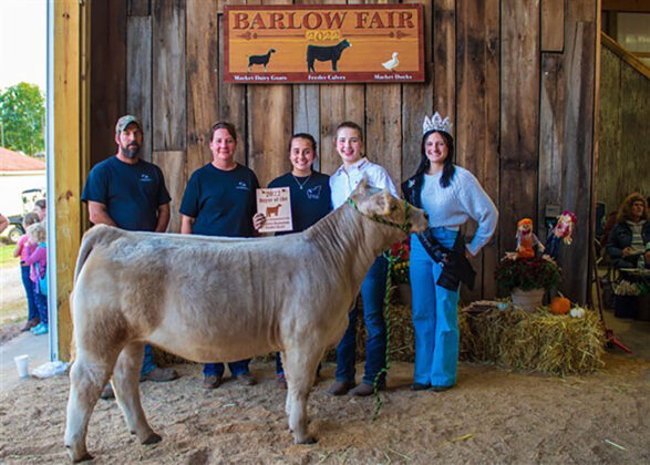 Reserve Champion Feeder Calf Heifer