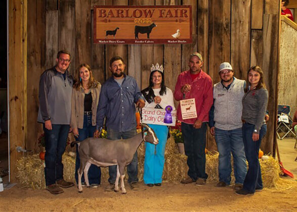 Grand Champion Goats
