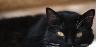 black cat