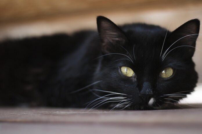 black cat