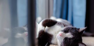 house cat