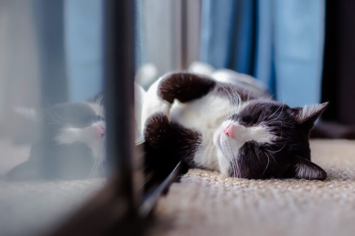 house cat house cat