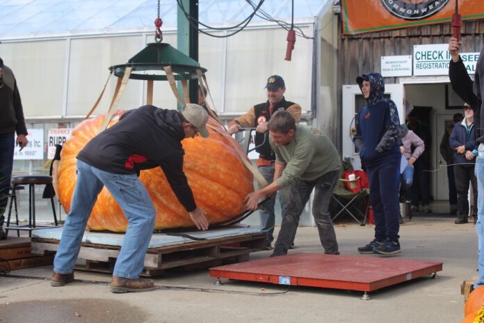 giant pumpkin giant pumpkin