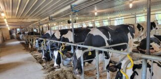 dairy stalls