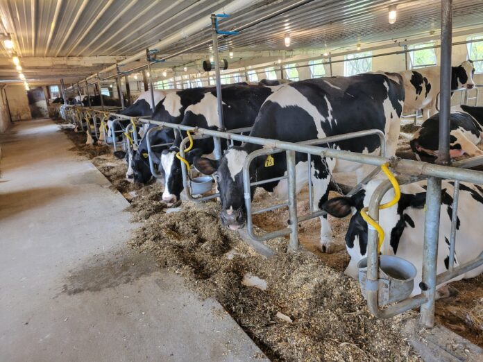 dairy stalls dairy stalls