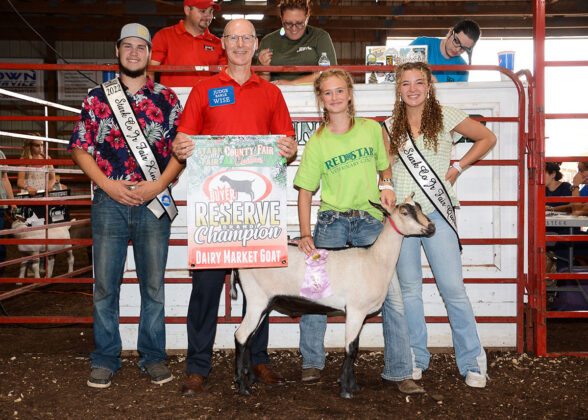 Reserve Champion Dairy Market Goat
