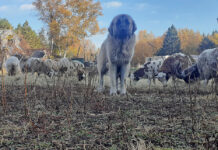 Adapting livestock guardian dogs to fit farm needs livestock guardian dog with sheep
