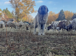 livestock guardian dog with sheep