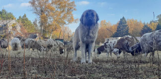 livestock guardian dog with sheep