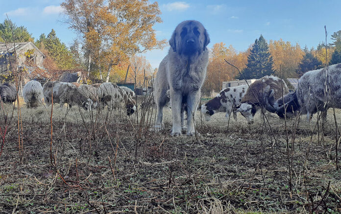 tarma_oct22 livestock guardian dog with sheep
