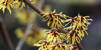 witch hazel