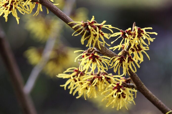 witch hazel witch hazel