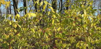 Bush honeysuckle