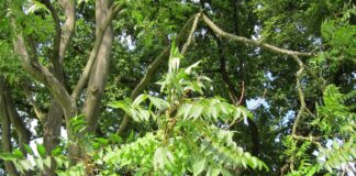 tree-of-heaven
