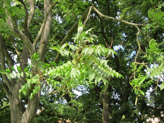 tree-of-heaven tree-of-heaven