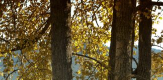 cottonwood trees