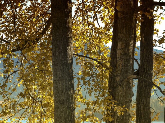 cottonwood trees cottonwood trees