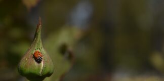 ladybug