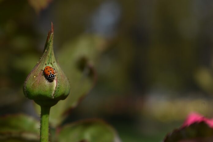 ladybug ladybug
