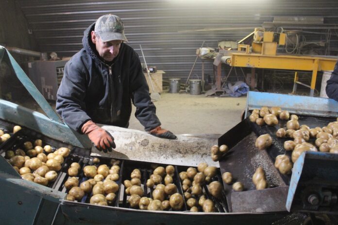 potatoes-1