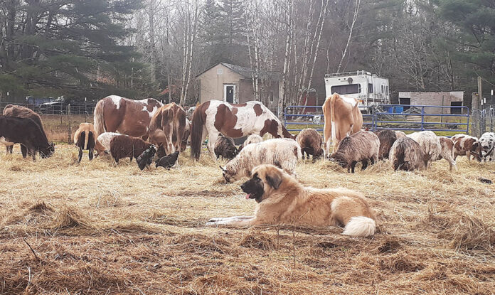 tarma_november2022 livestock guardian dog and livestock