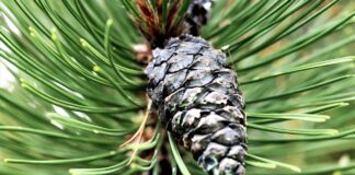 virginia pine