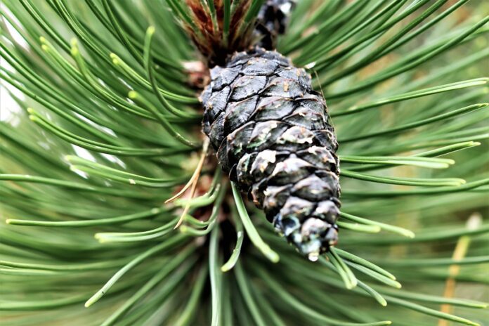 virginia pine virginia pine