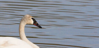 Trumpeter swan