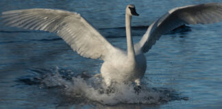 Trumpeter swan