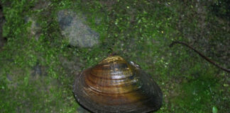 snuffbox mussel