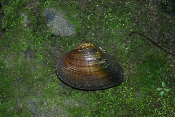 snuffbox mussel snuffbox mussel