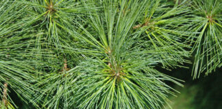 Eastern White Pine